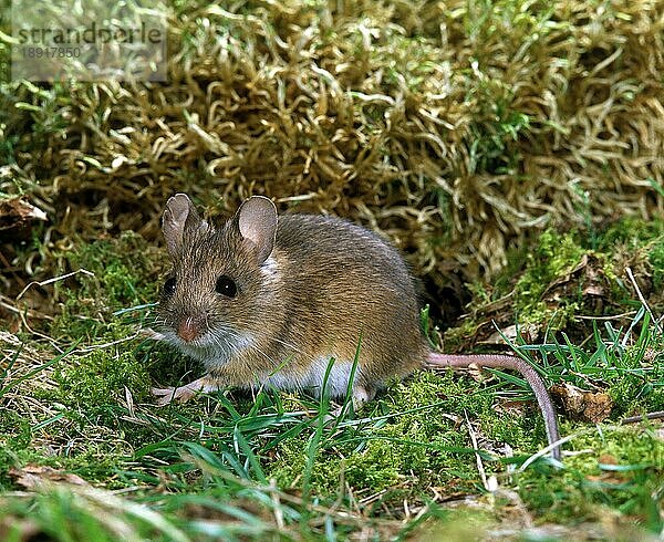 Langschwänzige Feldmaus (apodemus sylvaticus)  Erwachsener auf Moos