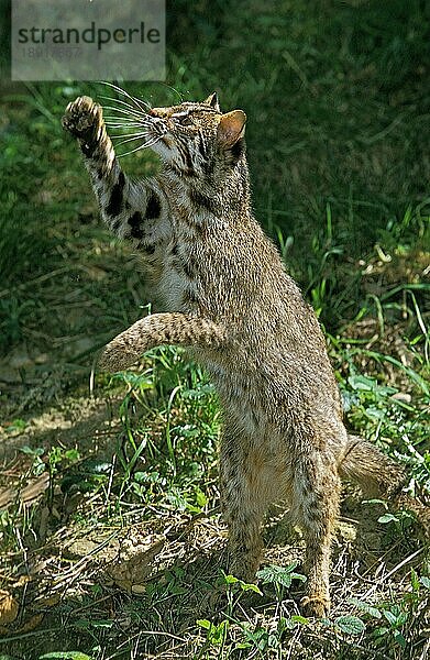 Leopardkatze (prionailurus bengalensis)  Erwachsener auf den Hinterbeinen  jagender Vogel