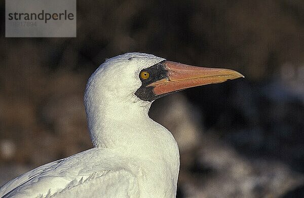 Maskentölpel (sula dactylatra)  Porträt eines Erwachsenen  Galapagos-Inseln