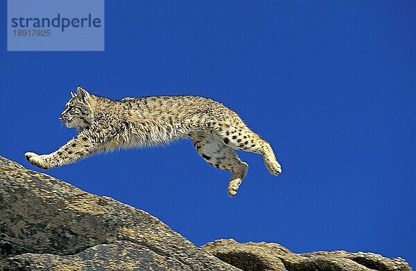 BOBCAT (lynx rufus)  ERWACHSENER AUF FELSEN SPRINGEND  KANADA