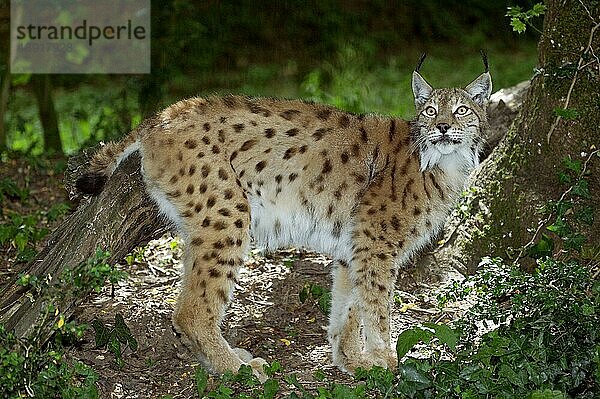 Europäischer Rotluchs (felis lynx)  erwachsen