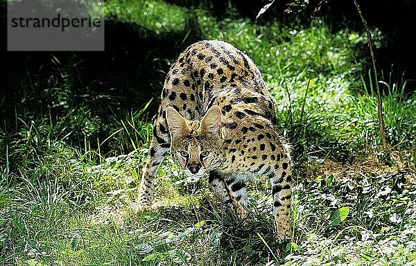 SERVAL (leptailurus serval)  ERWACHSENER