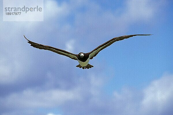 Brauner Tölpel (sula leucogaster)  Erwachsener im Flug  Australien  Ozeanien