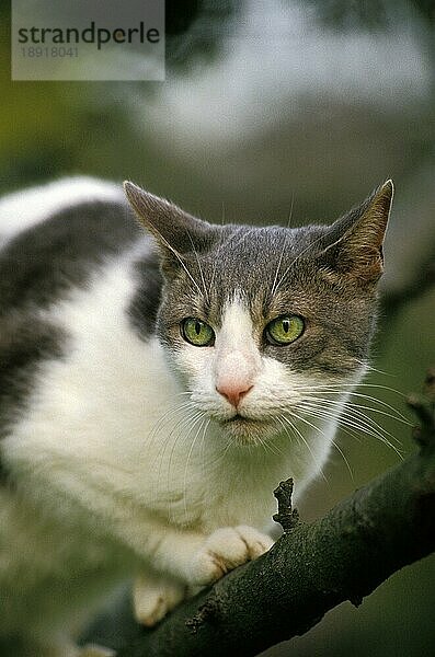 Hauskatze  erwachsen  stehend im Baum