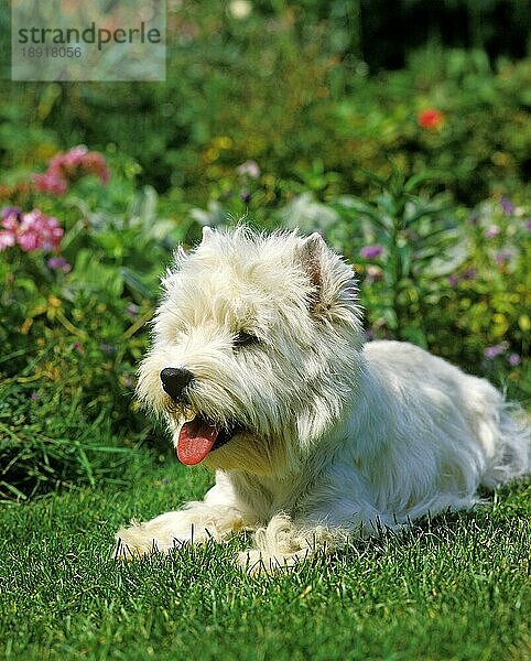 WEST HIGHLAND WHITE TERRIER  ERWACHSEN  IM GRAS LIEGEND