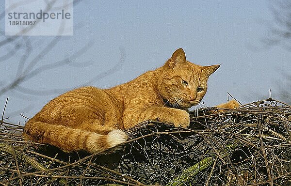 Rot gestromte Hauskatze  erwachsen liegend