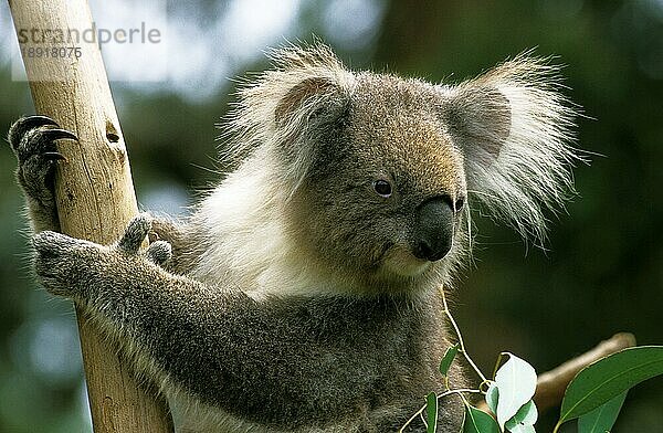 KOALA (phascolarctos cinereus)  KOPF EINES ERWACHSENEN AM BRANCH  AUSTRALIEN