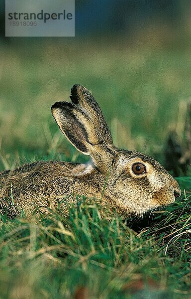 EUROPÄISCHER BRAUNHASE (lepus europaeus)  ERWACHSENER IM GRAS VERSTEHEND