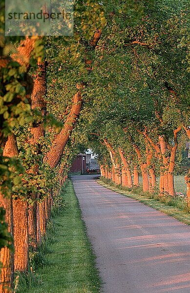 Allee im Abendlicht  Oland  Schweden  Europa