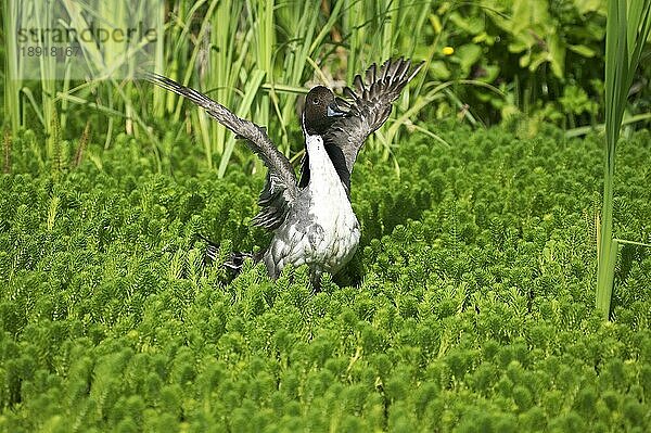 Spießente (anas acuta)  Erwachsener im Teich  Abflug  Normandie