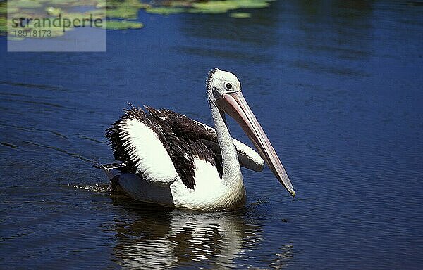 Brillenpelikan (pelecanus conspicillatus)  ERWACHSENER AUF DEM WASSER STEHEND  AUSTRALIEN