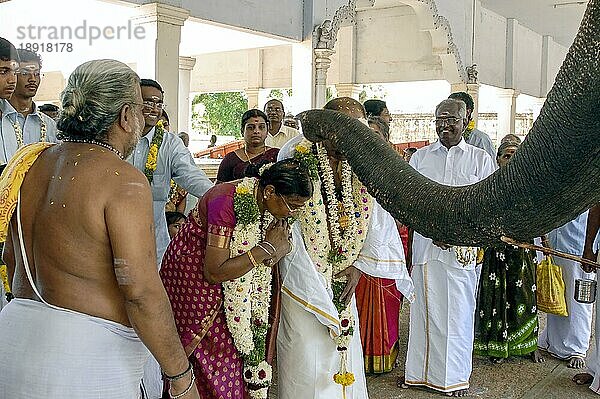 Segnung des Tempelelefanten  Shastiapthapoorthi  60-Jahr-Feier im Amritaghateswarar Abirami-Tempel in Thirukkadaiyur bei Mayiladuthurai  Tamil Nadu  Südindien  Indien  Asien