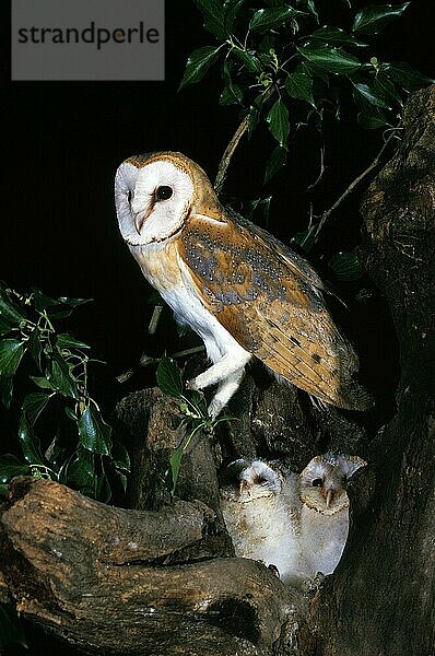 Schleiereule (tyto alba)  Erwachsener mit Küken  Nest in einem Baumstumpf