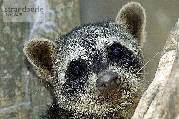 Krabbenfressender Waschbär (procyon cancrivorus)  Portrait eines Erwachsenen  Los Lianos in Venezuela