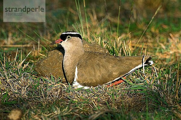 Schwarzkopf-Regenpfeifer (vanellus tectus)  Erwachsener auf Nest  Kenia  Afrika