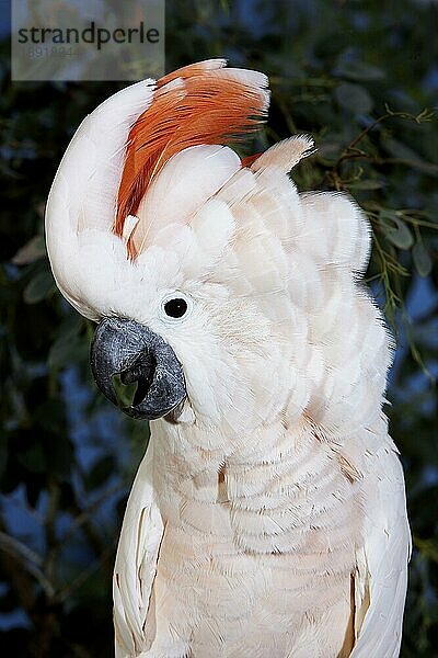 Lachsschopfkakadu oder Molukkenkakadu (cacatua moluccensis)  Erwachsen