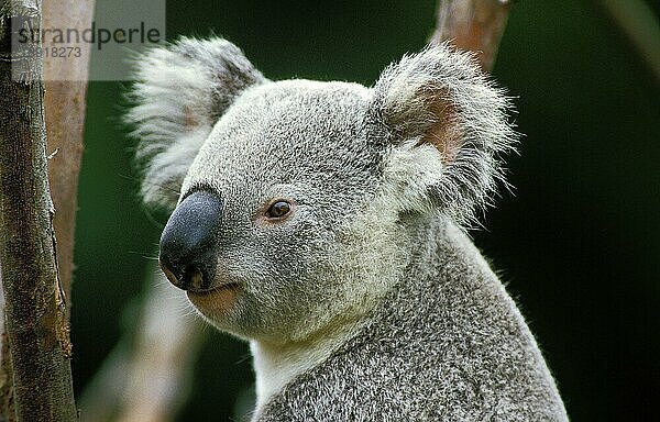 Koala (phascolarctos cinereus)  Porträt eines Erwachsenen  Australien  Ozeanien