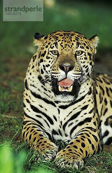 Jaguar (panthera onca)  Porträt eines Erwachsenen