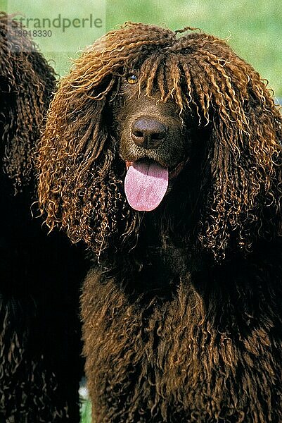 Irish Water Spaniel Hund  Portrait eines Erwachsenen mit herausgestreckter Zunge