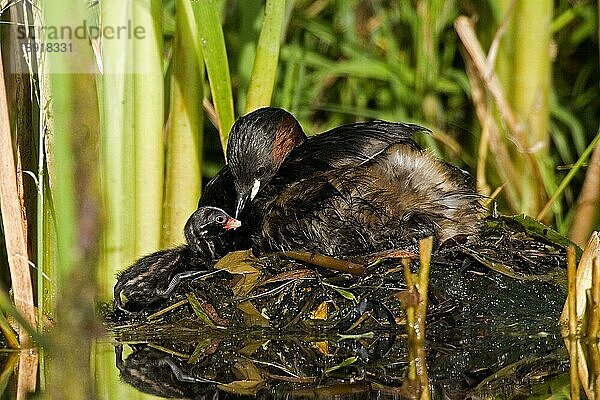 Zwergtaucher (tachybaptus ruficollis)  ERWACHSENER AUF NEST MIT KÜCKE  TEICH IN NORMANDY