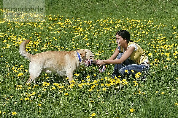 Frau und Labrador-Retriever mit Spielzeug  Zerrspiel  Zerrseil