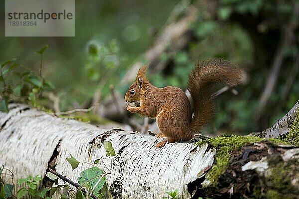 Europäisches Eichhörnchen (sciurus vulgaris)  ERWACHSENER FÄSST HAZELNUSS  NORMANDY