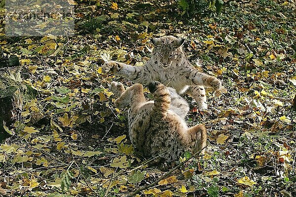 EUROPÄISCHER LYNX (felis lynx)  ERWACHSENE KÄMPFEN