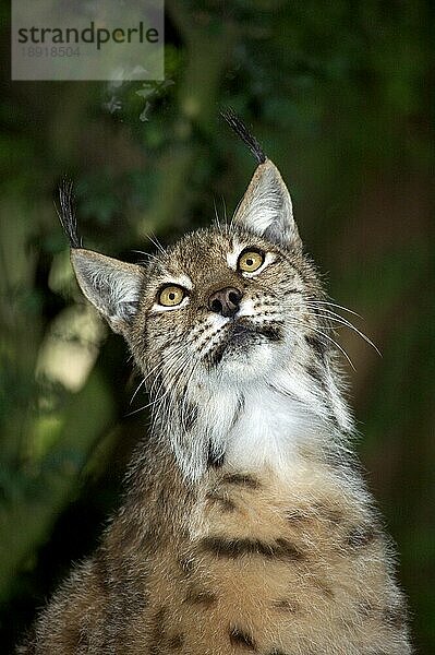 Europäischer Rotluchs (felis lynx)  Porträt eines Erwachsenen