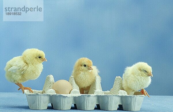 Chicks sitting on egg box/ Hühnerkuken sitzen auf Eierkarton  Haushuhn  domestic fowl  innen  studio