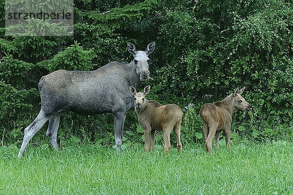 Elche (Alces alces)  Weibchen und Jungtiere  Norwegen  Europa