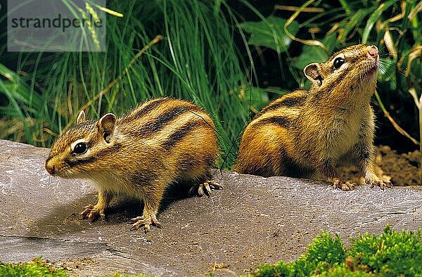 Corean Eichhörnchen  eutamia sibericus  Erwachsen