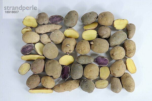 Verschiedene Sorten Kartoffeln (Solanum tuberosum)  Kartoffelsorten  Kartoffel