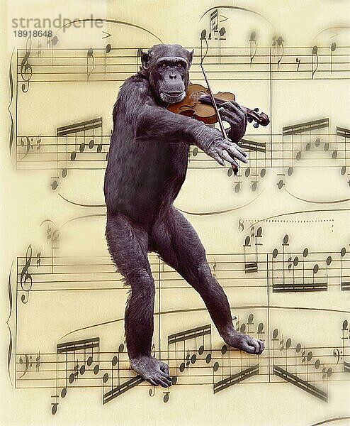 Schimpanse  Pan Troglodyt spielt Geige  Composite Image