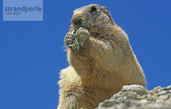 Alpenmurmeltier (marmota marmota)  Südfrankreich  Erwachsene fressen Pflanze