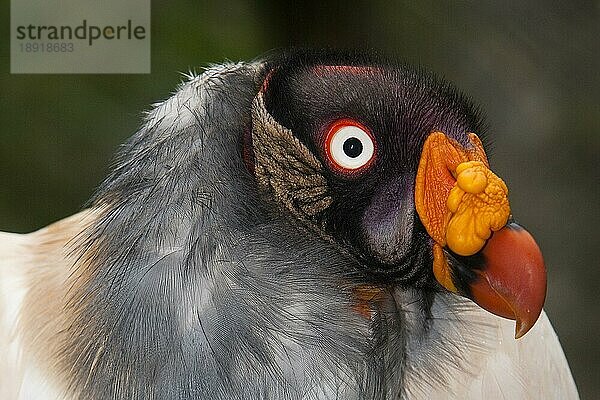 Königsgeier (sarcoramphus papa)  Portrait eines Erwachsenen