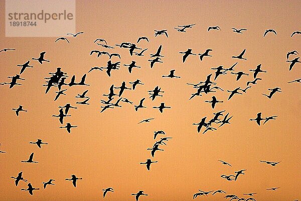 Rosaflamingos (Phoenicopterus ruber roseus) in der Abenddämmerung  Namibia  Afrika