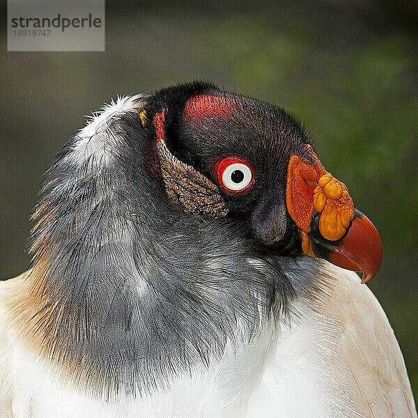 Königsgeier (sarcoramphus papa)  Porträt eines Erwachsenen