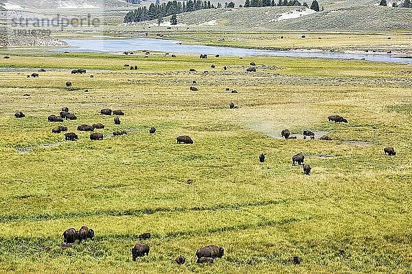 Frei lebende wilde Bisons im Yellowstone-Nationalpark. Wyoming. USA
