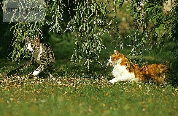 Europäische Hauskatze  erwachsen  stehend auf Gras