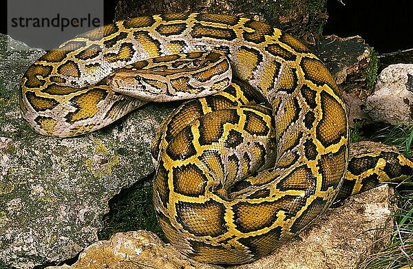 INDIANER PYTHON (python molurus)