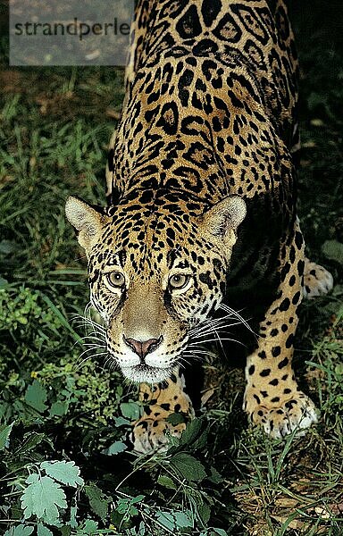 JAGUAR (panthera onca)  PORTRAIT EINES ERWACHSENEN