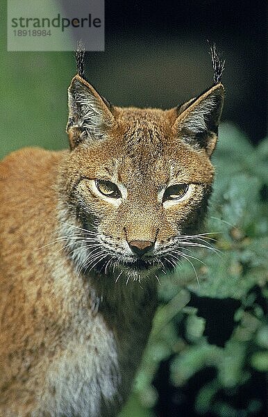 Europäischer Rotluchs (felis lynx)  Porträt eines Erwachsenen