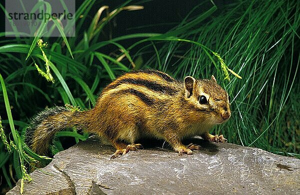 Corean Eichhörnchen  eutamia sibericus  Erwachsen