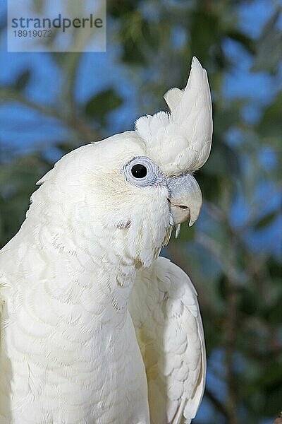 Philippinenkakadu oder Rotsteißkakadu (cacatua haematuropygia)  Portrait eines Erwachsenen