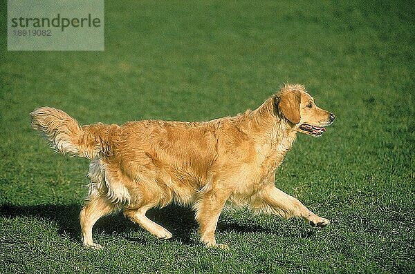 GOLDEN RETRIEVER HUND  ERWACHSEN  LÄUFT AUF GRAS