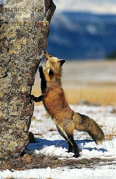 Rotfuchs (vulpes vulpes)  ERWACHSENER AUF HINTERBeinen stehend  KANADA