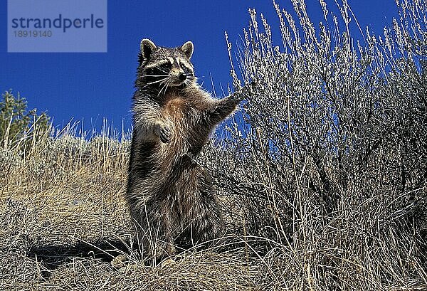 Waschbär (Procyon lotor)  Erwachsener auf Hinterbeinen