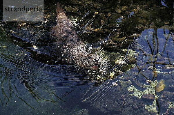 Zwergotter (aonyx cinerea)  ERWACHSENE SCHWIMMEN ZUM UFER