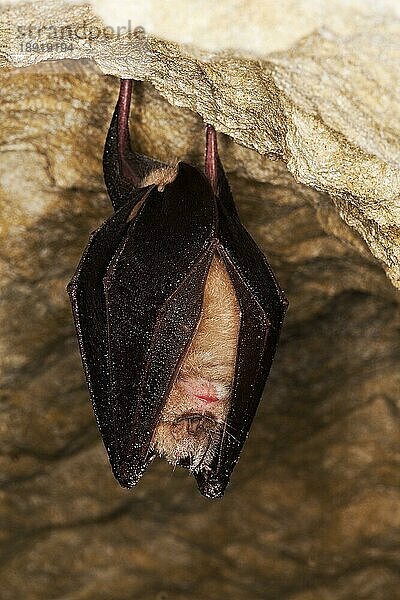 Große Hufeisennase (rhinolophus ferrumequinum)  Erwachsene überwintern in einer Höhle  Normandie