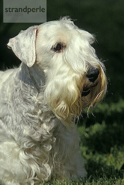 Sealyham Terrier Hund  Portrait eines Erwachsenen